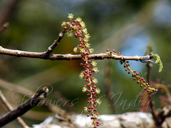 Many-Fruited Trevia
